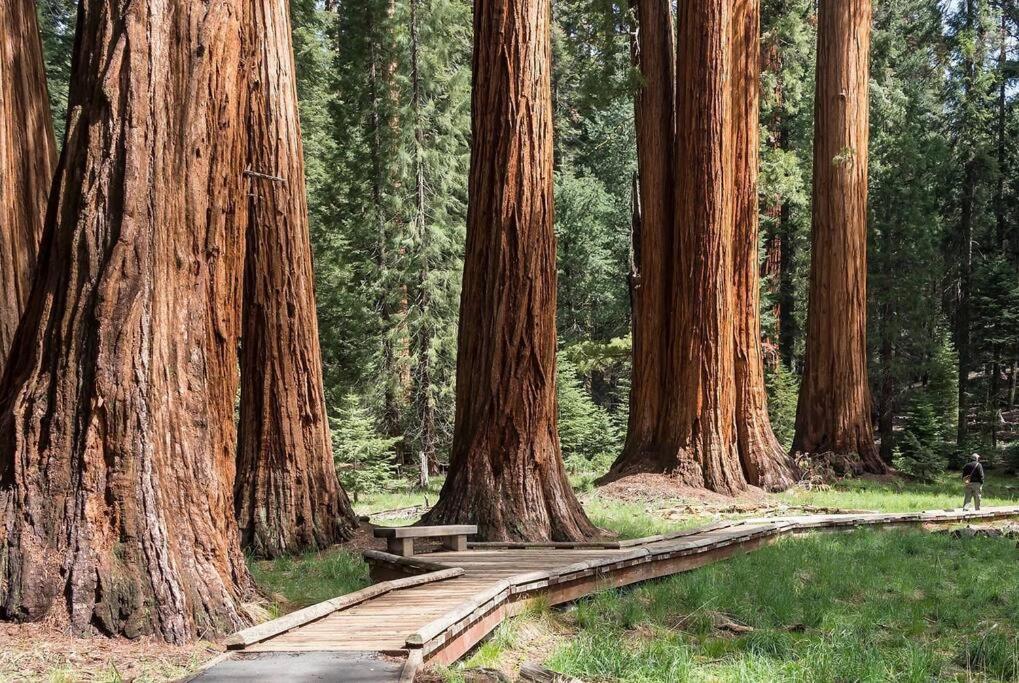 Sequoia Cabin By The River ทรีริเวอร์ส ภายนอก รูปภาพ