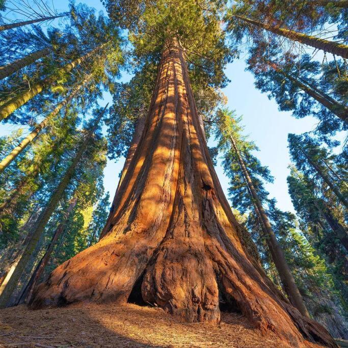 Sequoia Cabin By The River ทรีริเวอร์ส ภายนอก รูปภาพ